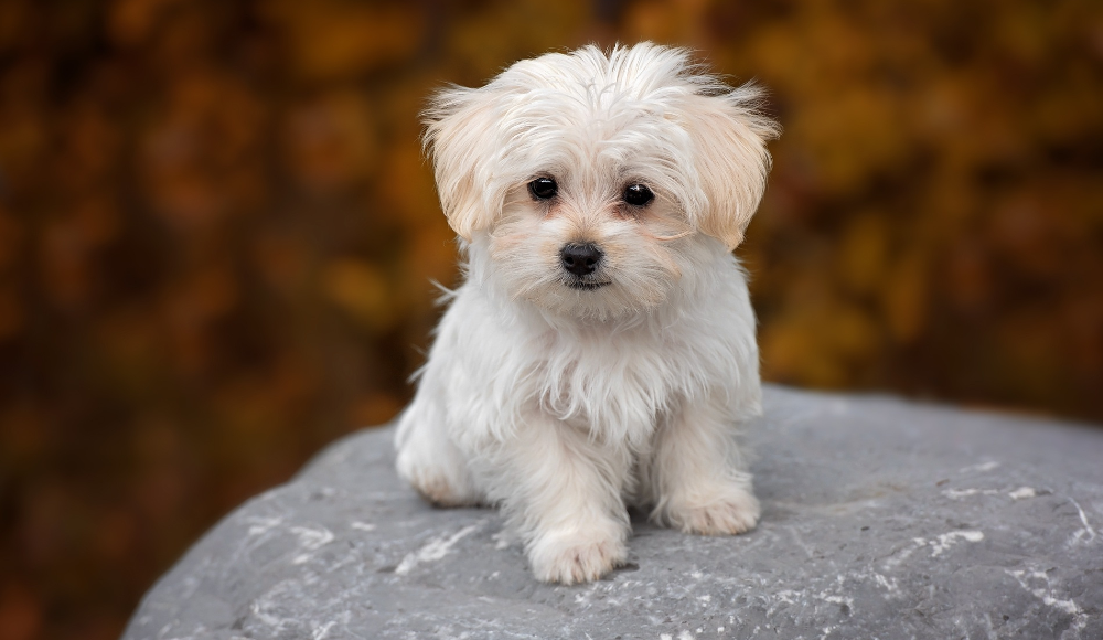 A cute Pet can be a good Valentine's day gift idea